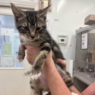 Murphy Rose, ADOPTABLE, Kitten Female Domestic Short Hair.