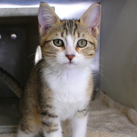 Enlarge Moira Rose, a Adopted Domestic Short Hair in Hopkinton, MA image 1/4