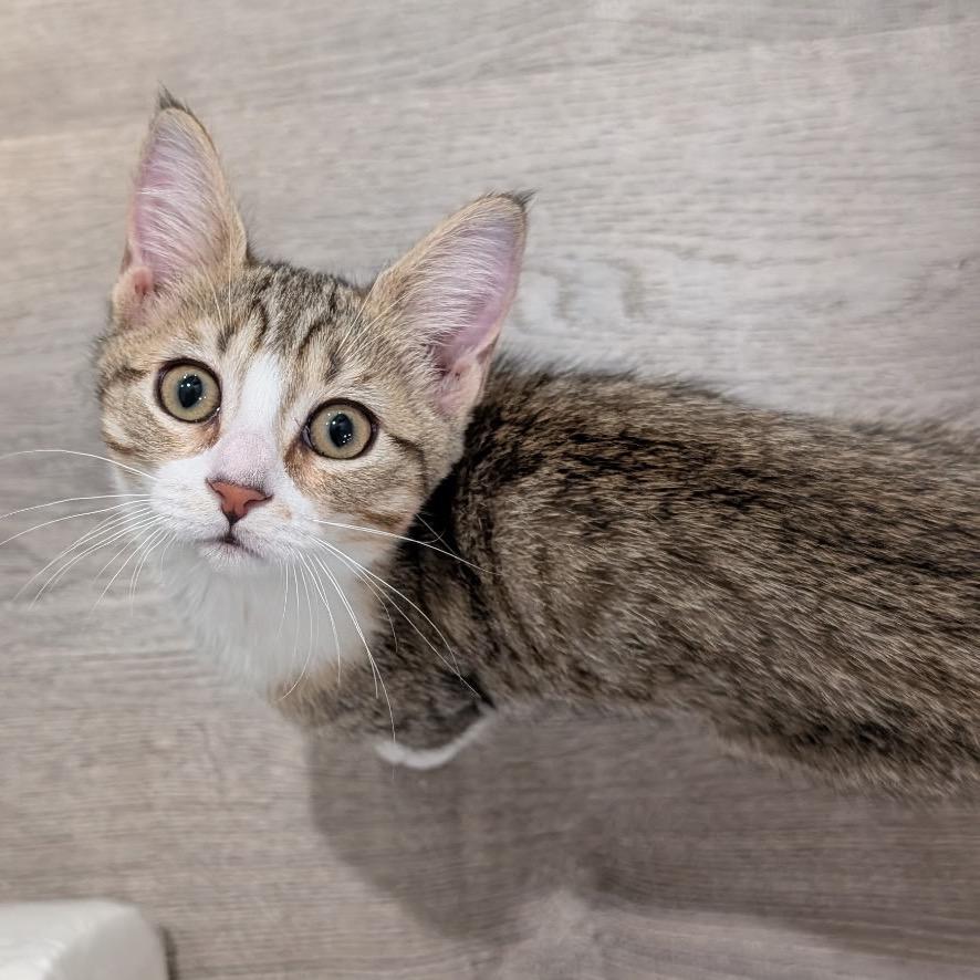 Enlarge Moira Rose, a Adopted Domestic Short Hair in Hopkinton, MA image 2/4