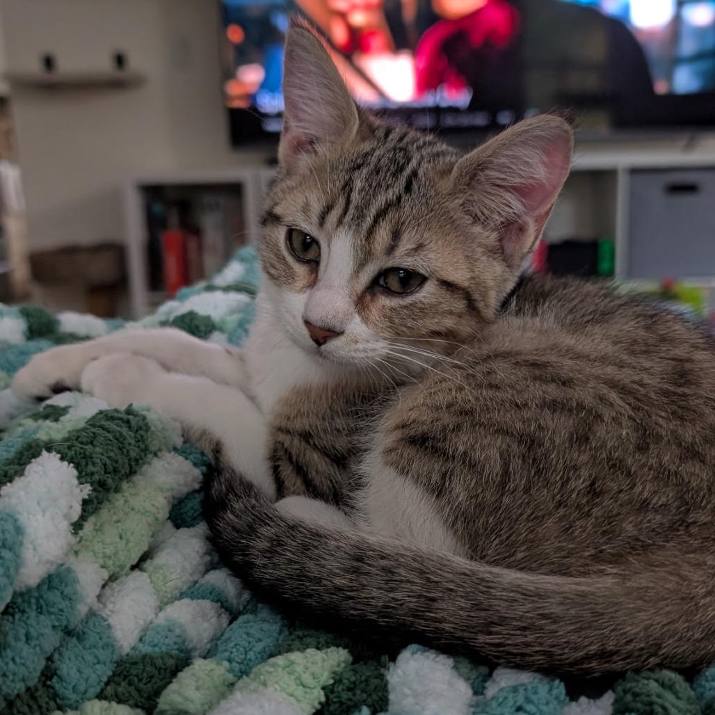 Enlarge Moira Rose, a Adopted Domestic Short Hair in Hopkinton, MA image 3/4