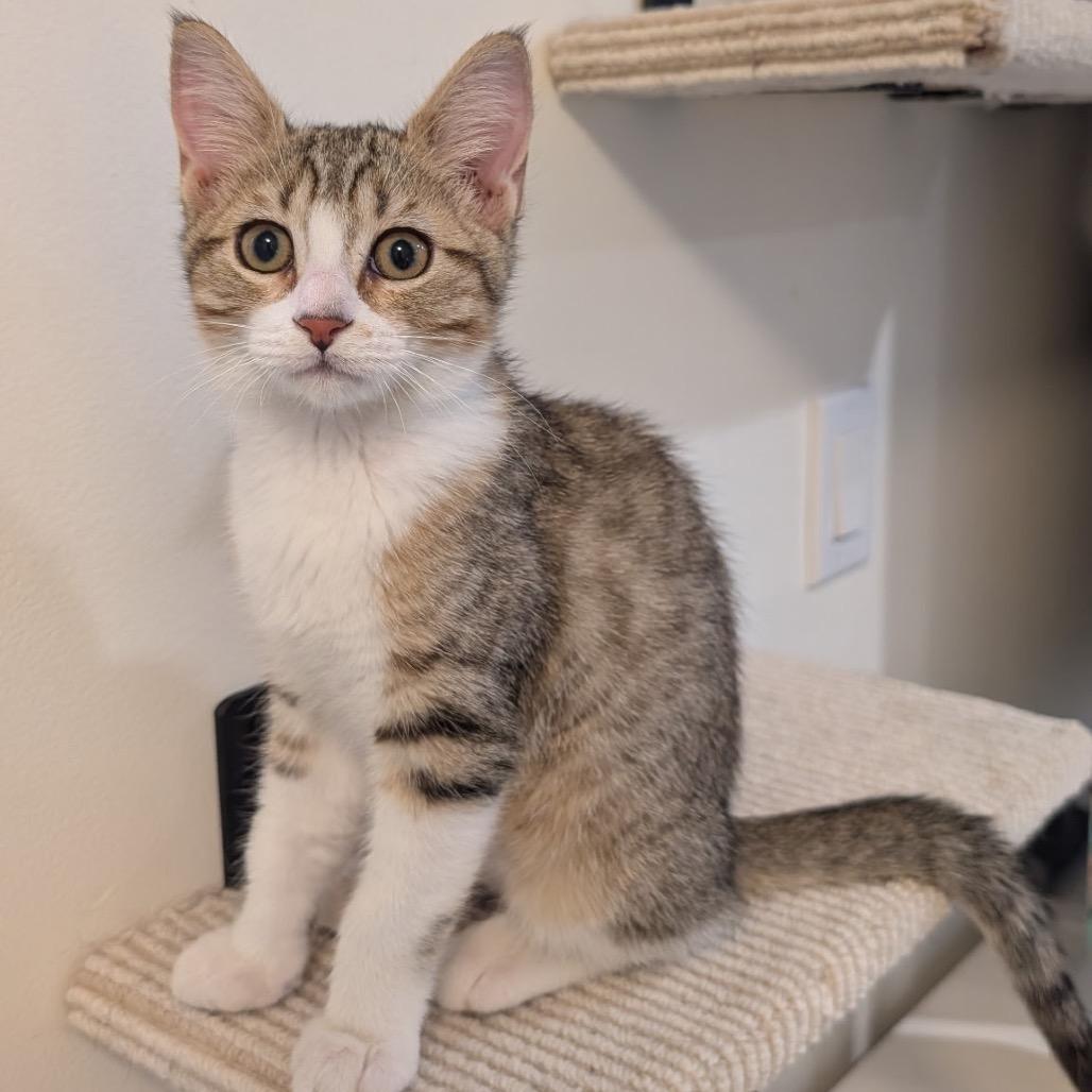 Enlarge Moira Rose, a Adopted Domestic Short Hair in Hopkinton, MA image 4/4