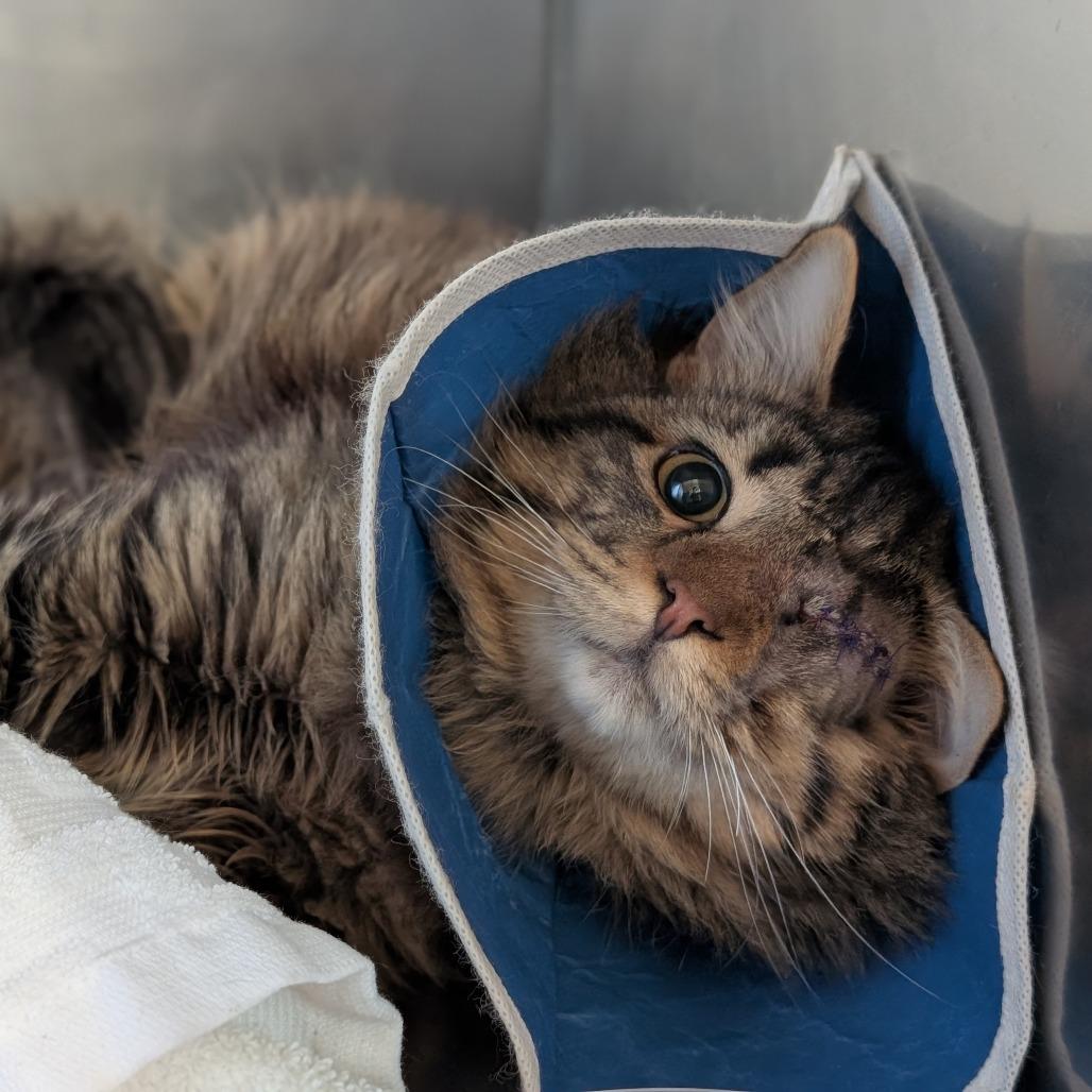 Nemo, Adoptable, Adult Male Domestic Medium Hair.