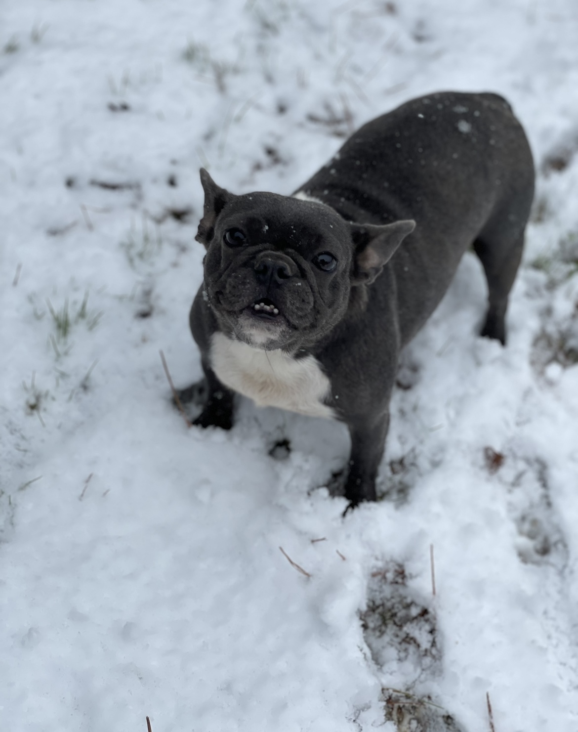 Ethel, Adopted, Adult Female French Bulldog.