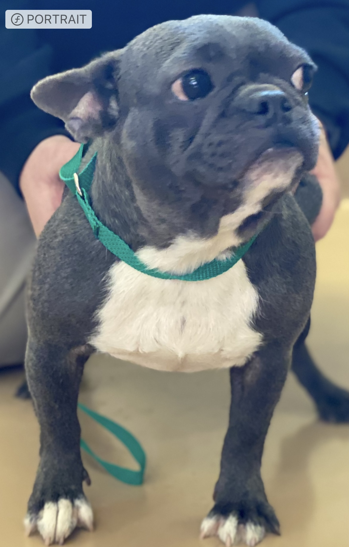 Enlarge Ethel, a Adopted French Bulldog in Grayson, GA image 2/4