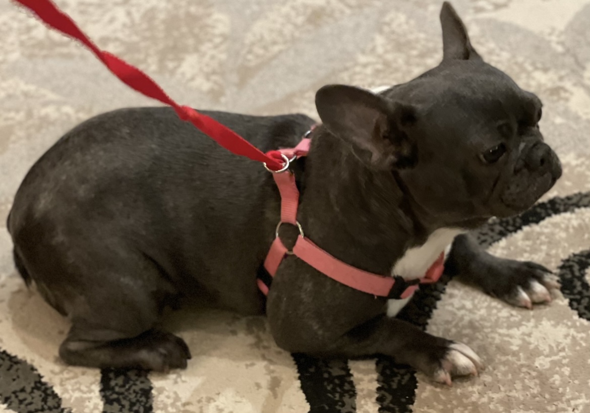 Enlarge Ethel, a Adopted French Bulldog in Grayson, GA image 3/4