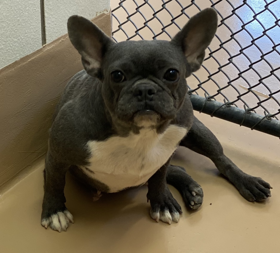 Enlarge Ethel, a Adopted French Bulldog in Grayson, GA image 4/4