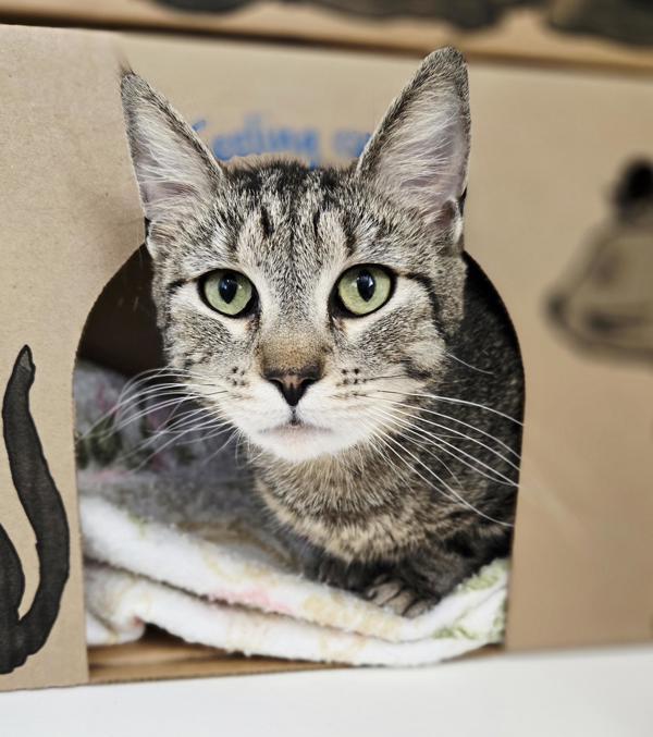 Enlarge Susan, a Adoptable mixed breed in Vancouver, BC image 1/1