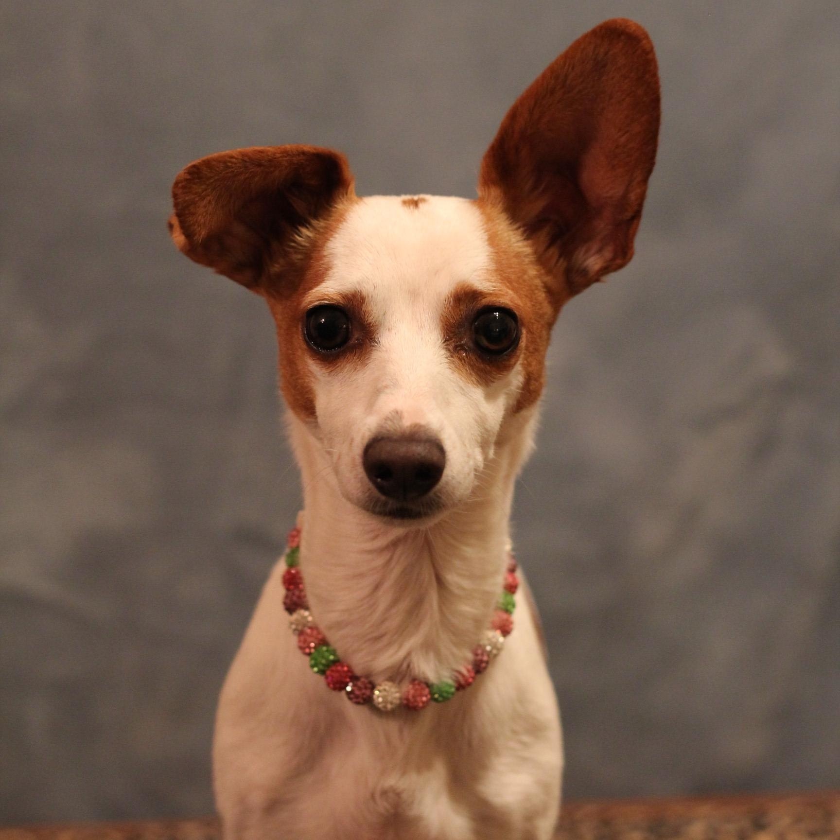 Enlarge Minnie, a Adoptable mixed breed in Yukon, OK image 3/3