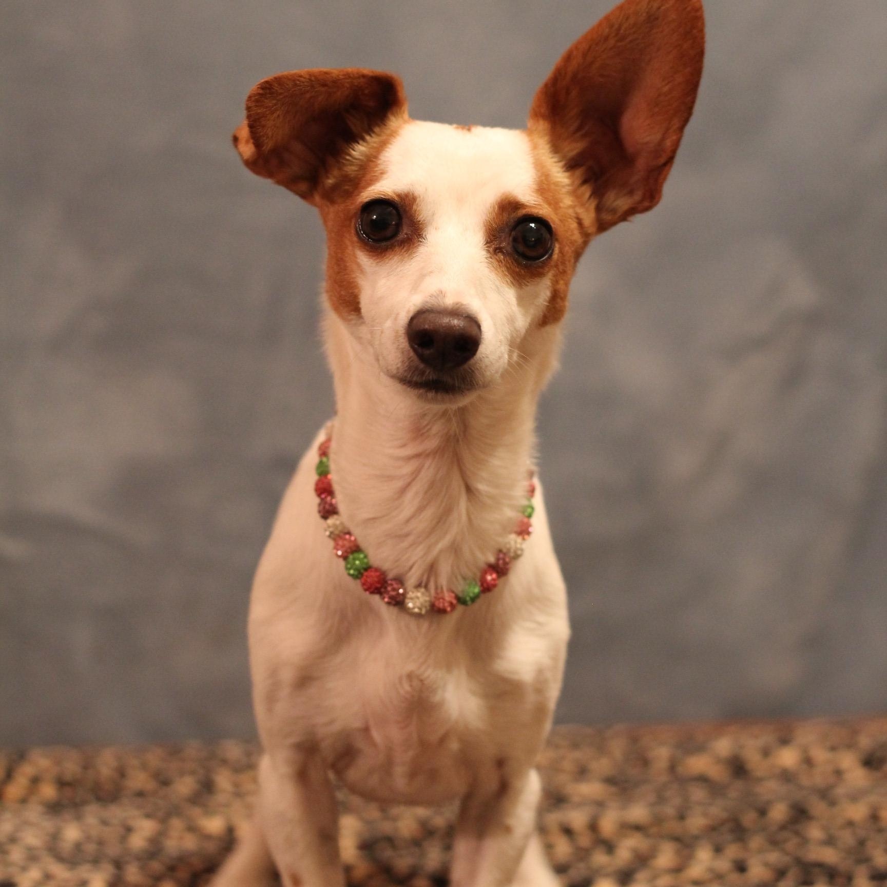Enlarge Minnie, a Adoptable mixed breed in Yukon, OK image 2/3