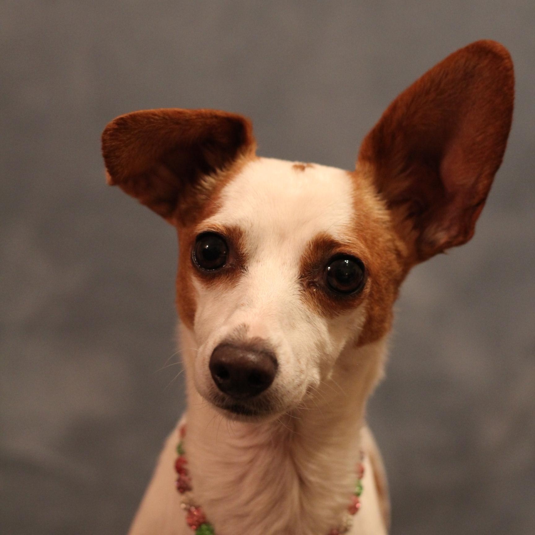 Minnie, Adoptable, Adult Female Chiweenie.