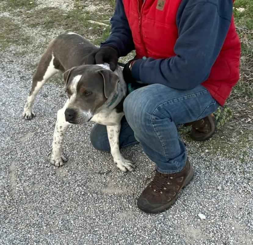Enlarge Roscoe, a Adoptable American Bully in Nocona, TX image 1/1