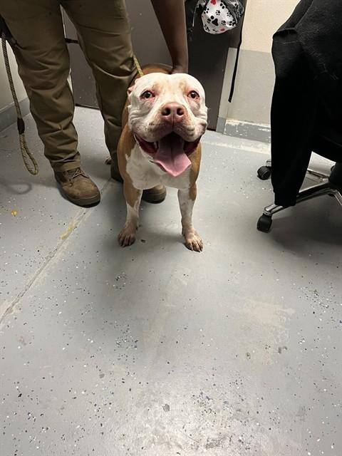 PEARL, Adoptable, Adult Female Pit Bull Terrier.