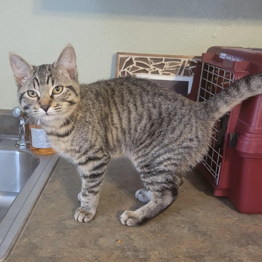 Enlarge Toffee, a ADOPTABLE Domestic Short Hair in Fenton, MI image 1/1