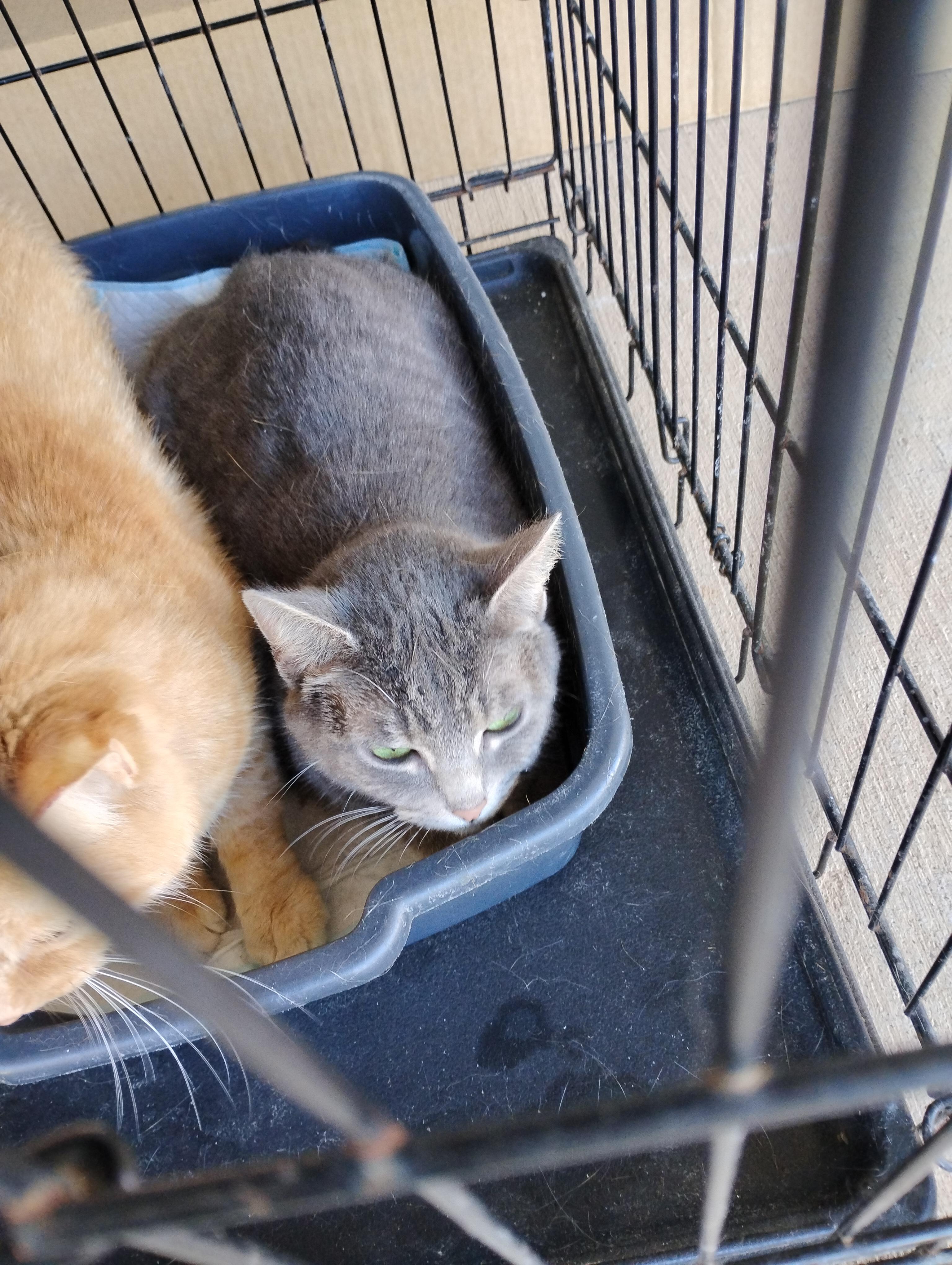 Bones, ADOPTABLE, Young Female Domestic Short Hair.