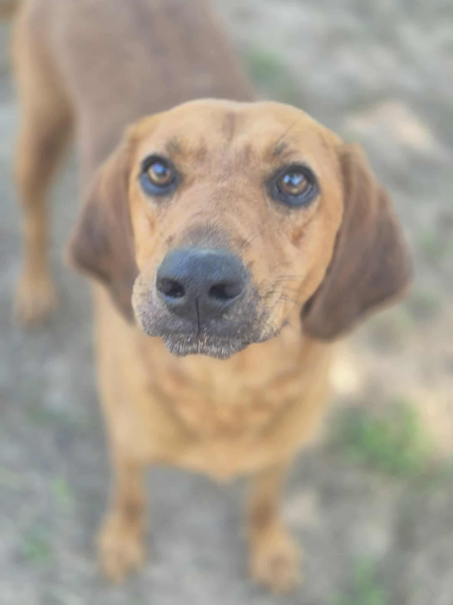 Natasha, Adoptable, Adult Female Hound.