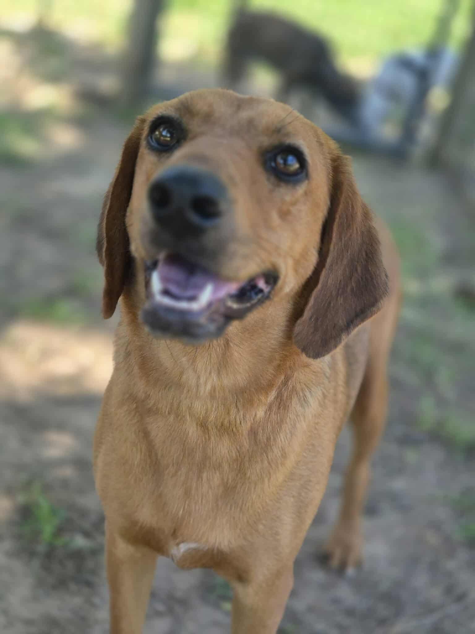 Enlarge Natasha, a Adoptable mixed breed in Dover, AR image 2/6