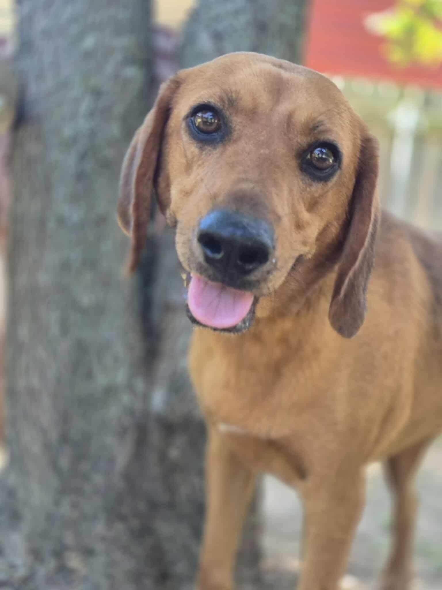 Enlarge Natasha, a Adoptable mixed breed in Dover, AR image 3/6