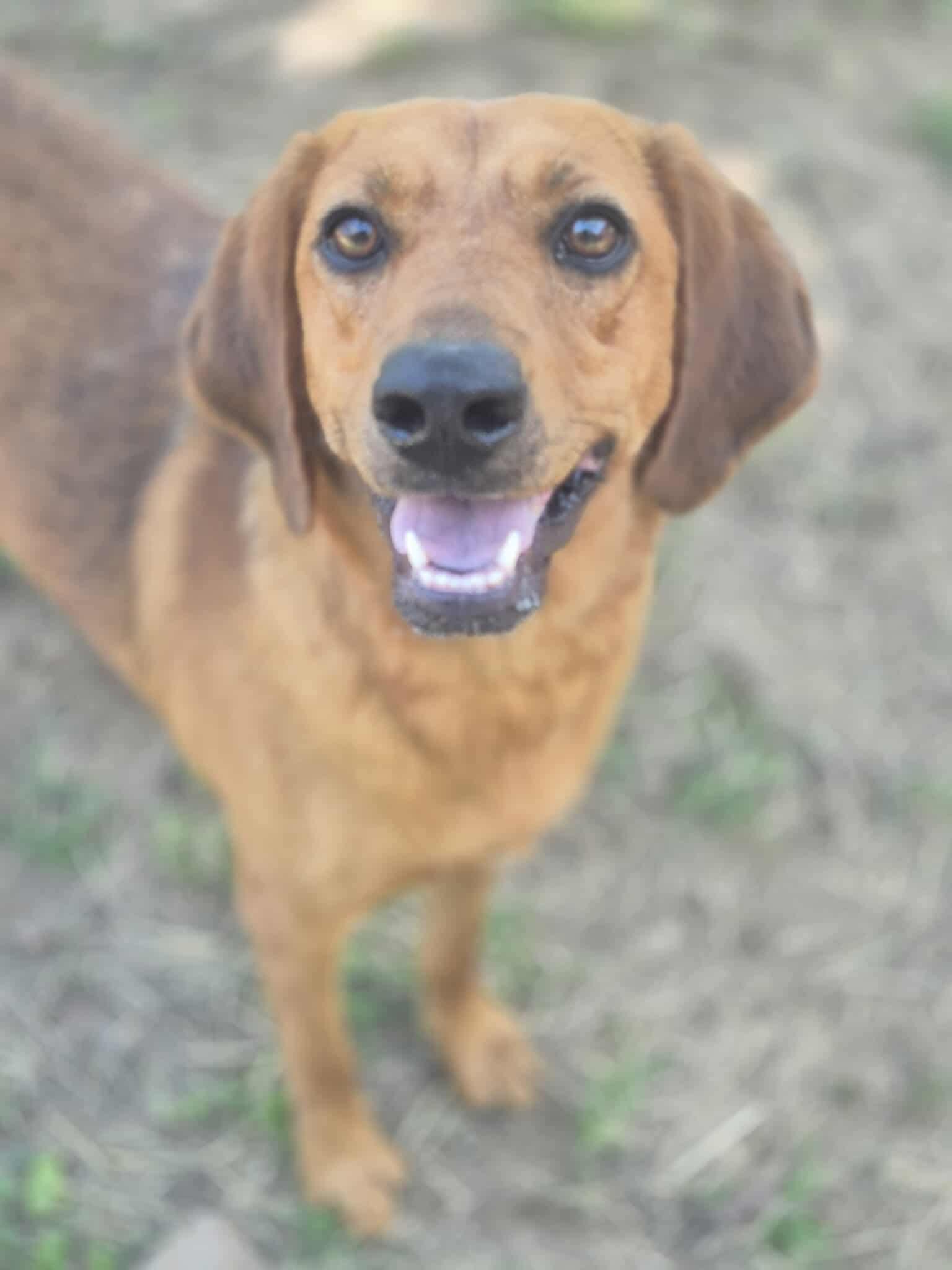 Enlarge Natasha, a Adoptable mixed breed in Dover, AR image 4/6
