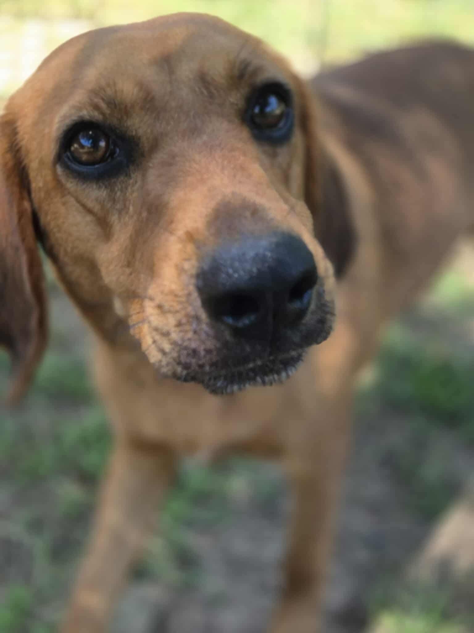 Enlarge Natasha, a Adoptable mixed breed in Dover, AR image 5/6