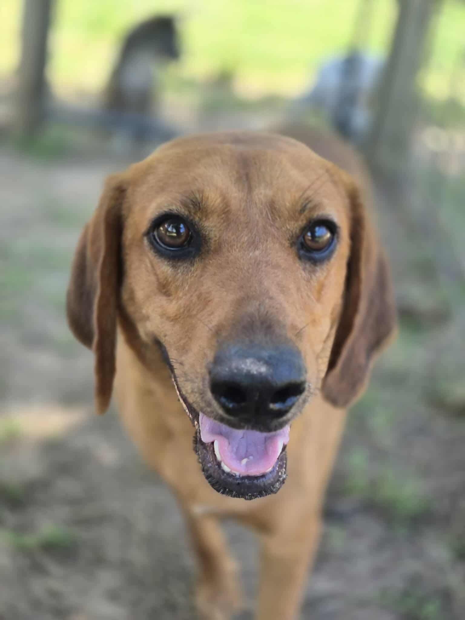 Enlarge Natasha, a Adoptable mixed breed in Dover, AR image 6/6