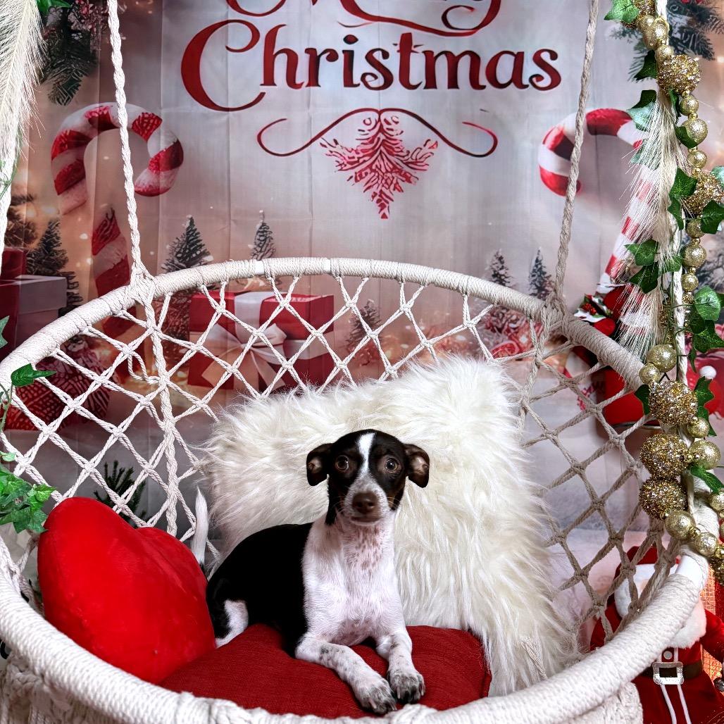 Clarabelle, Adoptable, Young Female Chihuahua.