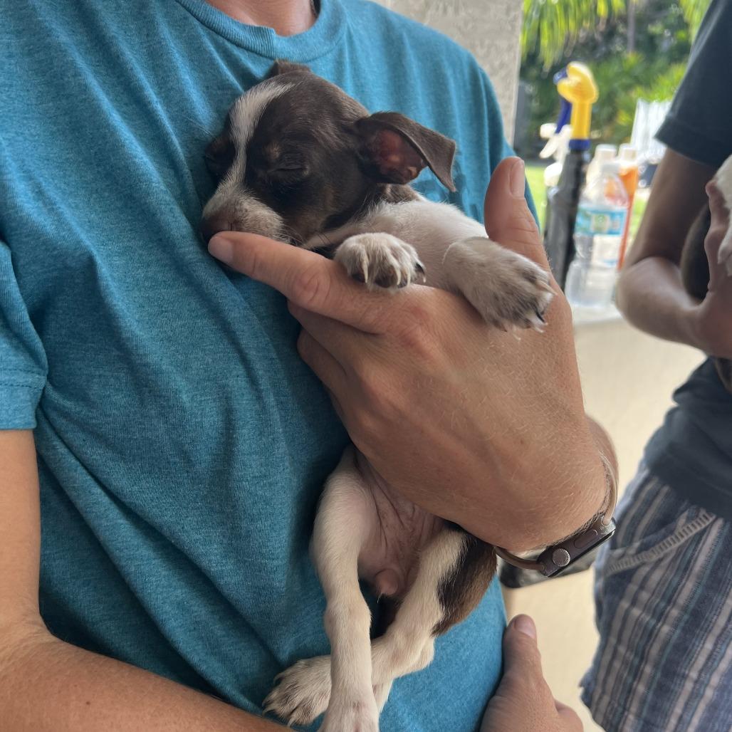 Enlarge Clarabelle, a Adoptable Chihuahua in North Port, FL image 2/6