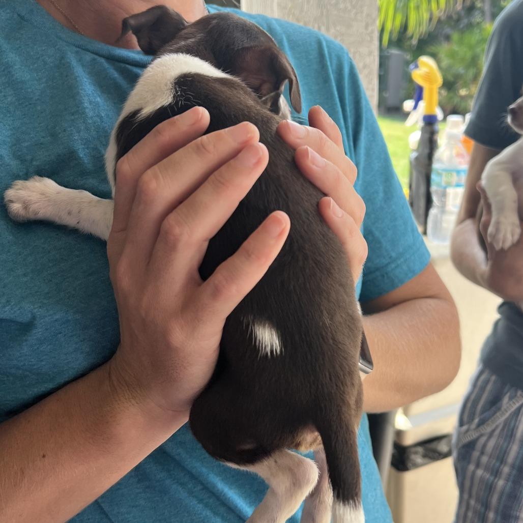 Enlarge Clarabelle, a Adoptable Chihuahua in North Port, FL image 3/6