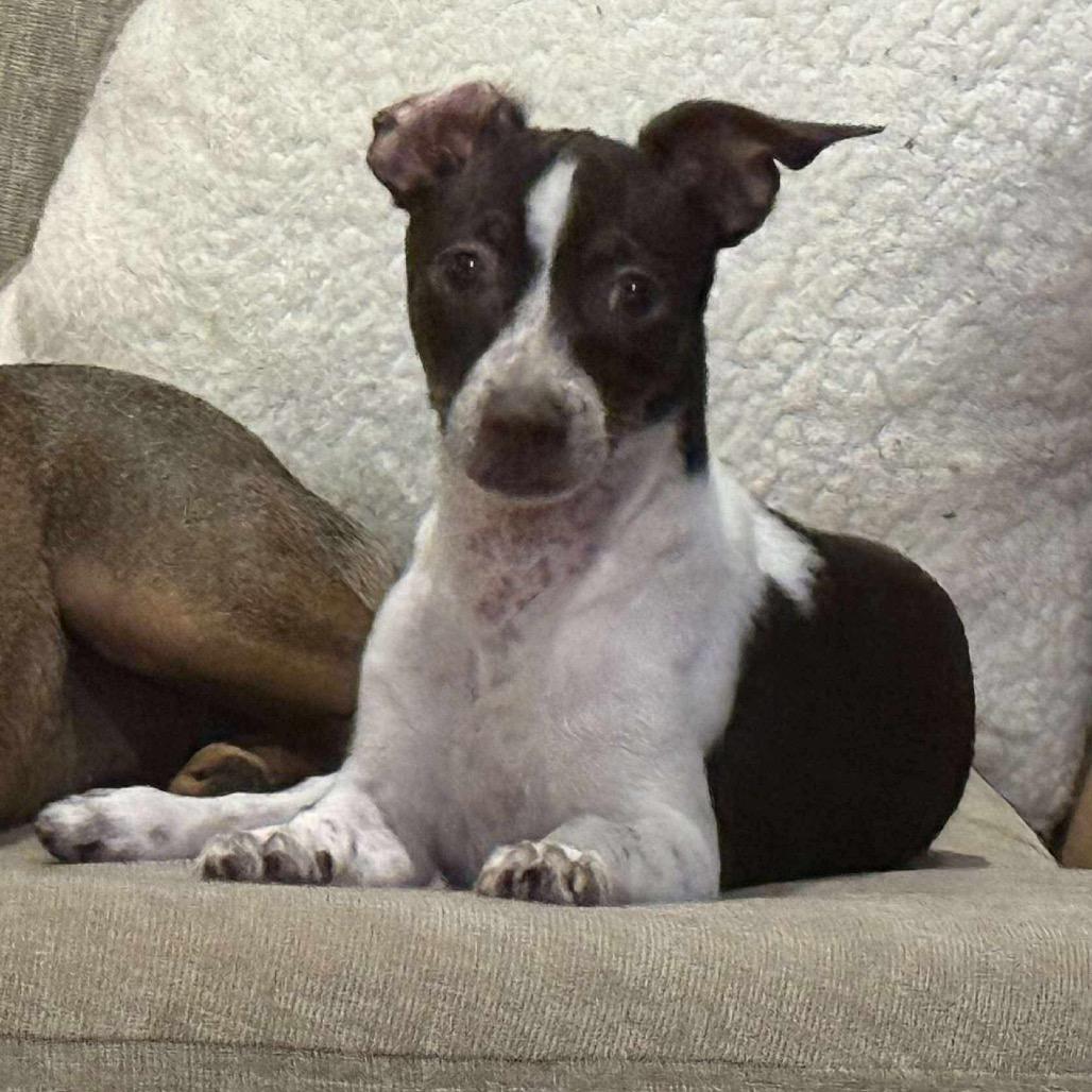 Enlarge Clarabelle, a Adoptable Chihuahua in North Port, FL image 5/6