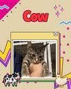 Enlarge Cow, a Adoptable Domestic Short Hair in Clinton, IL image 2/2