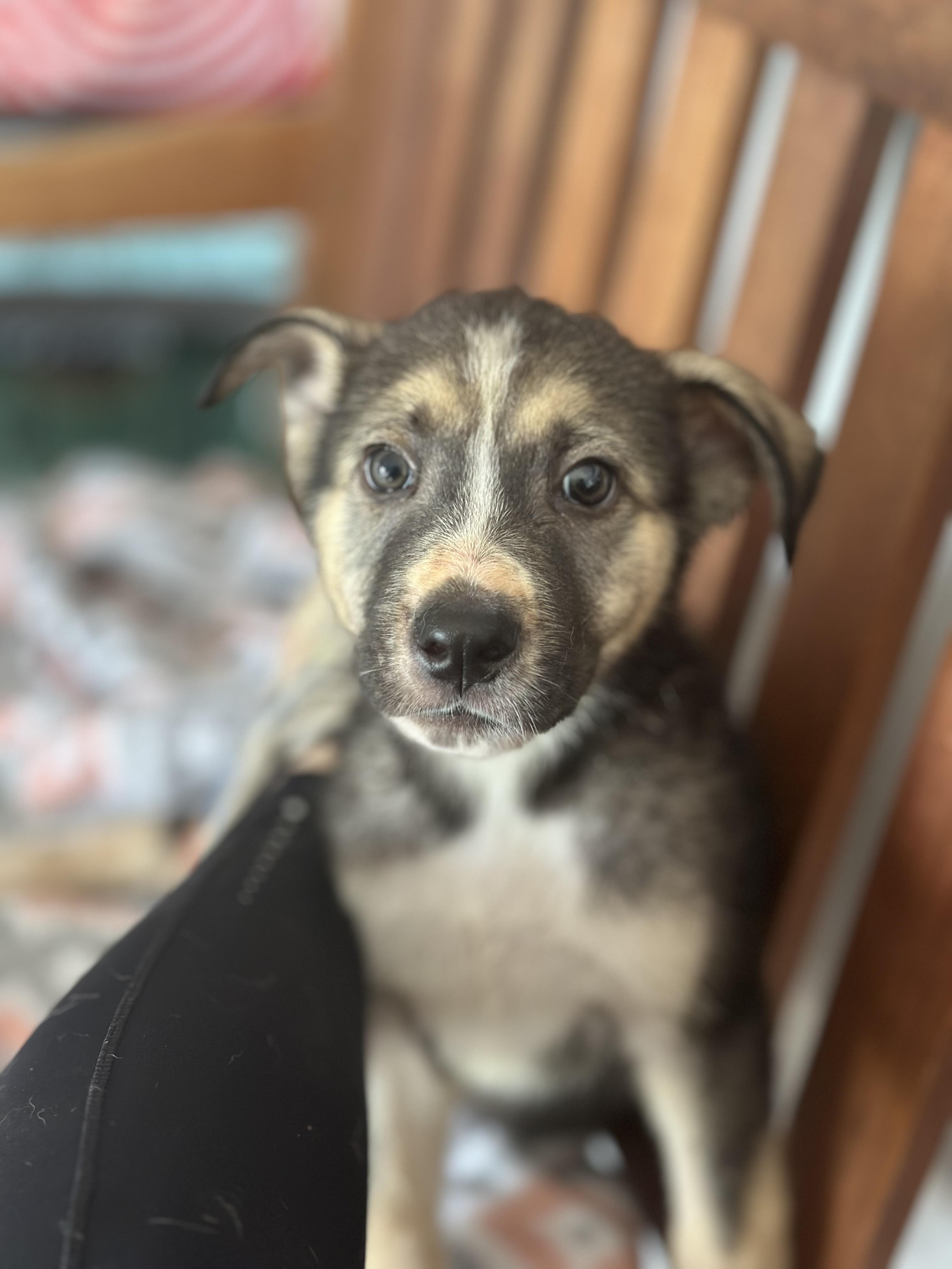 Luna photo 4