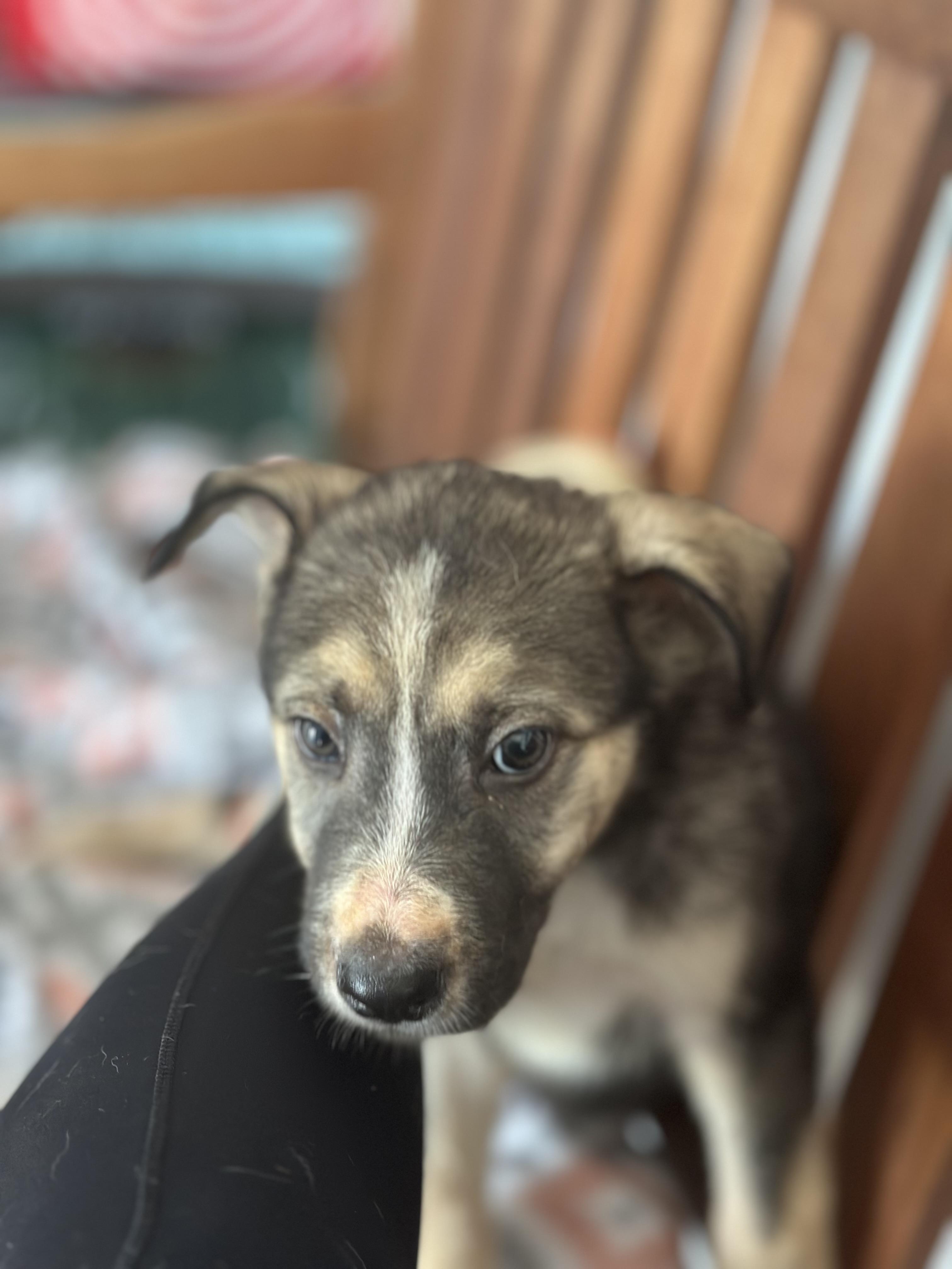 Luna photo 2