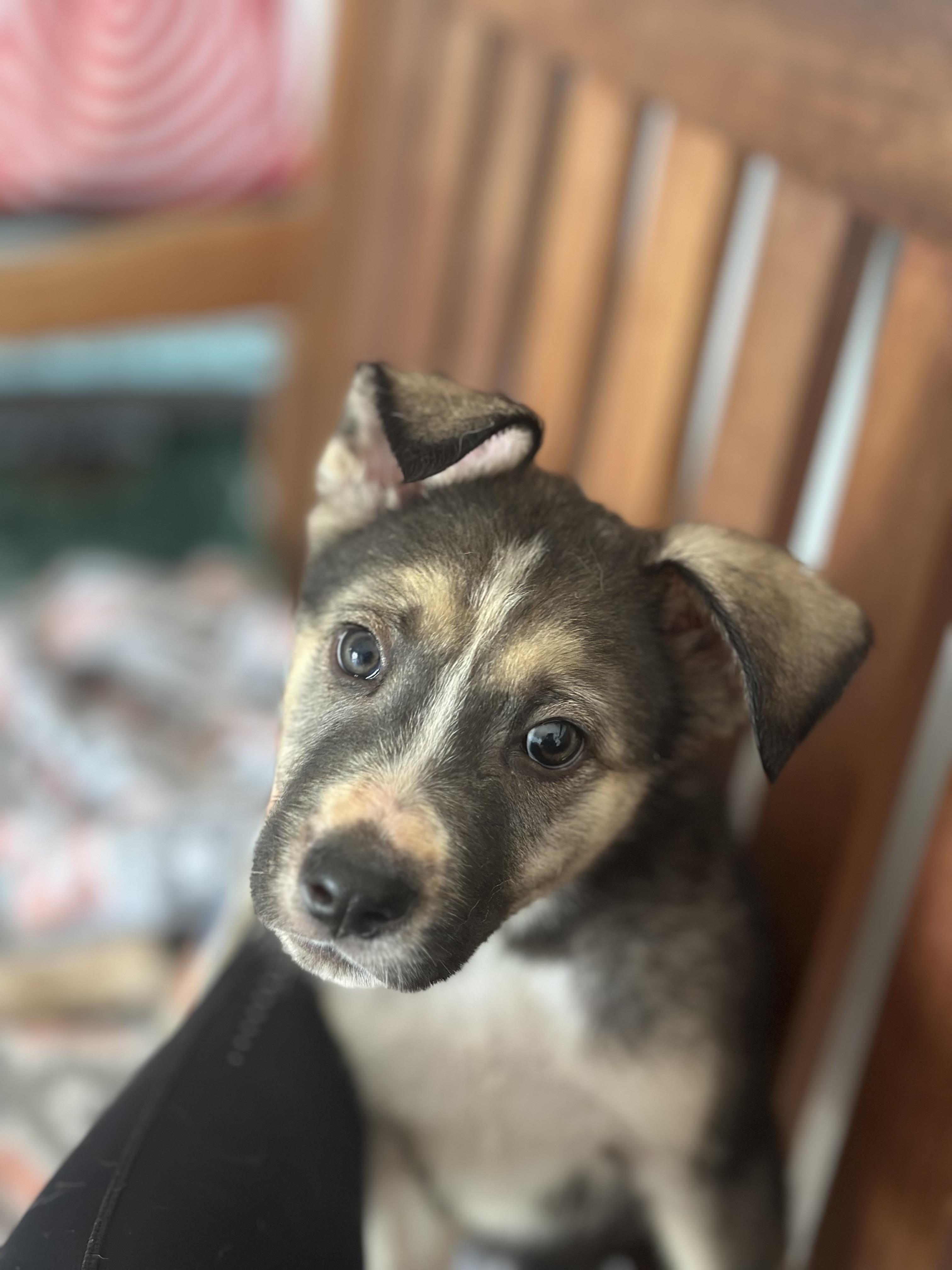 Luna photo 3