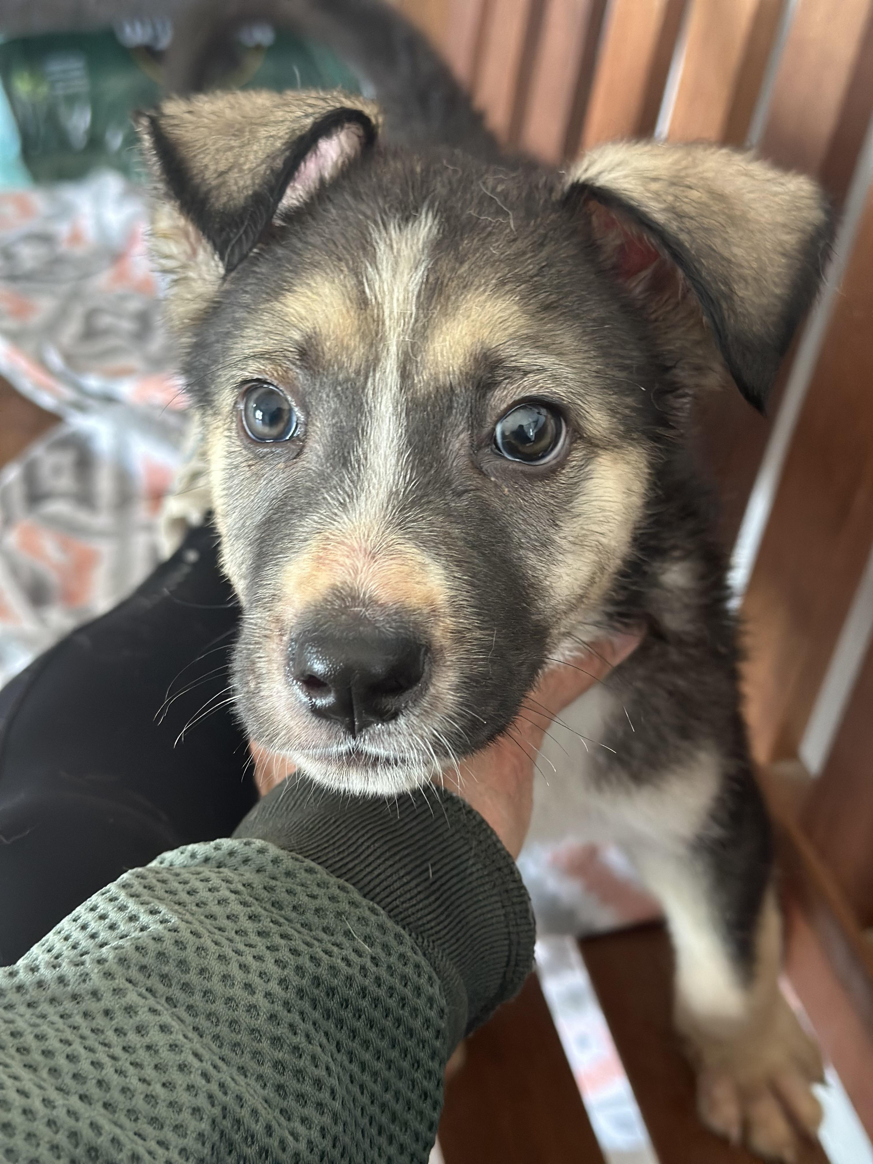 Luna, Baby Female Husky