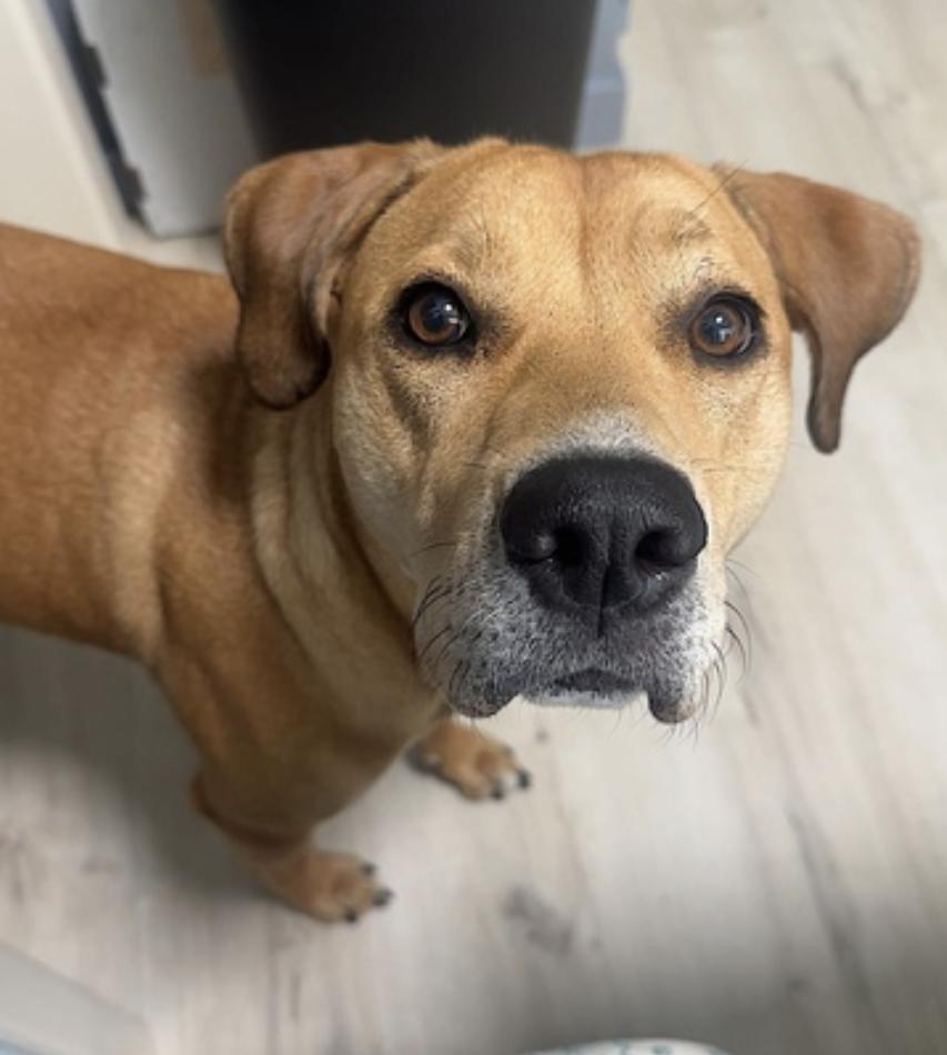 Enlarge Sunny, a Adoptable mixed breed in Columbus, OH image 5/6