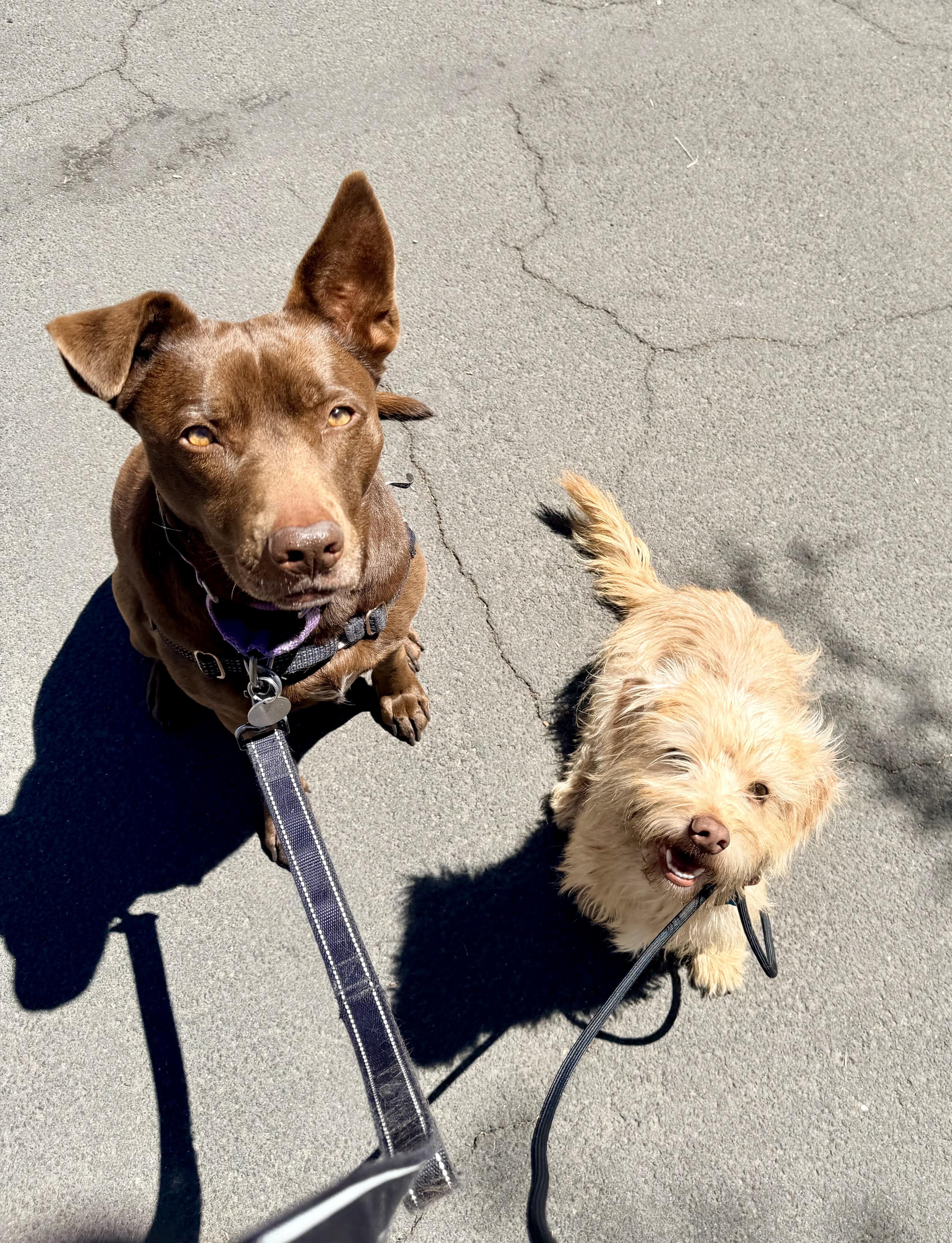 Enlarge Tofu, a Adoptable mixed breed in Boulder, CO image 1/3
