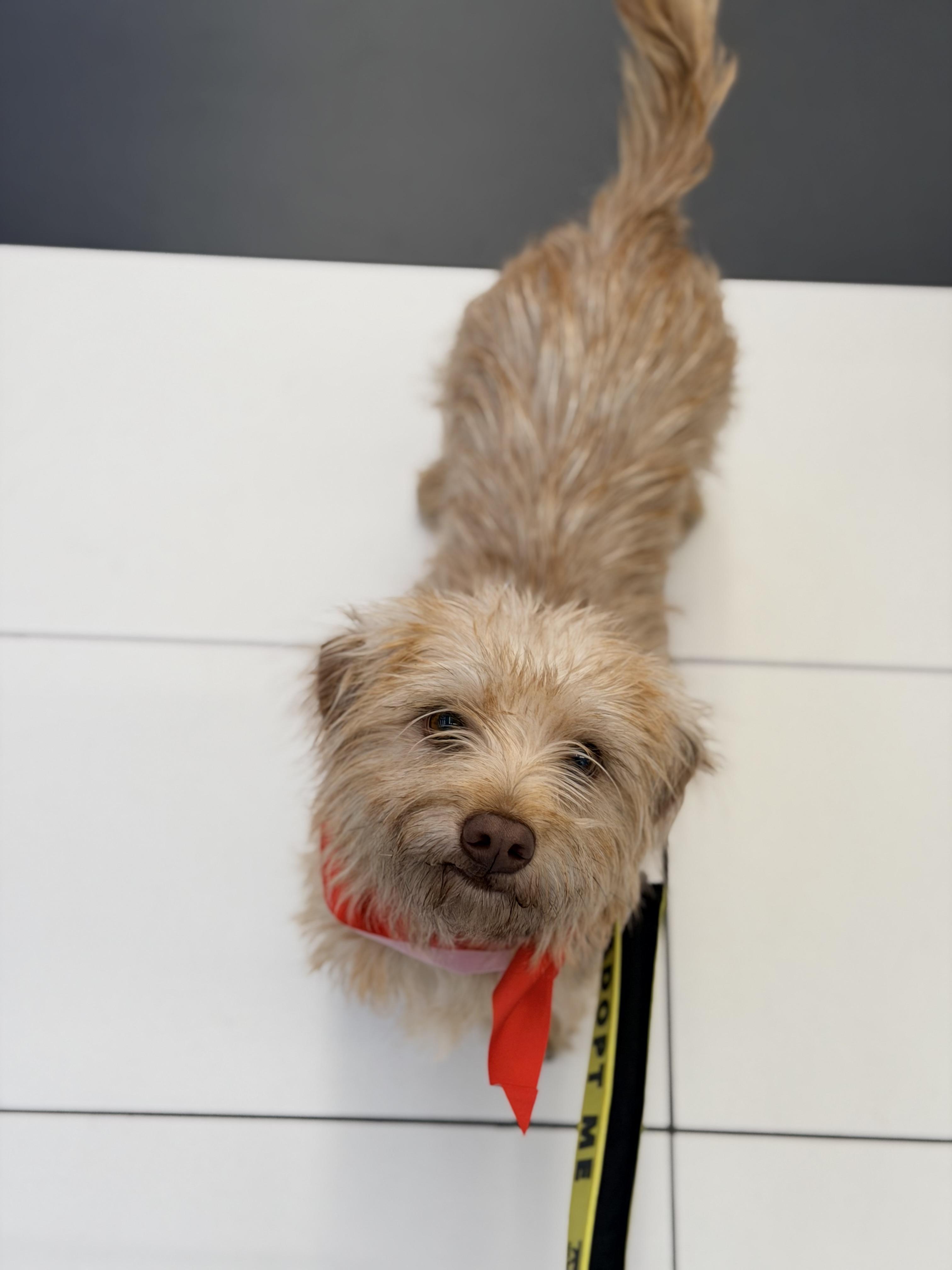 Enlarge Tofu, a Adoptable mixed breed in Boulder, CO image 2/3