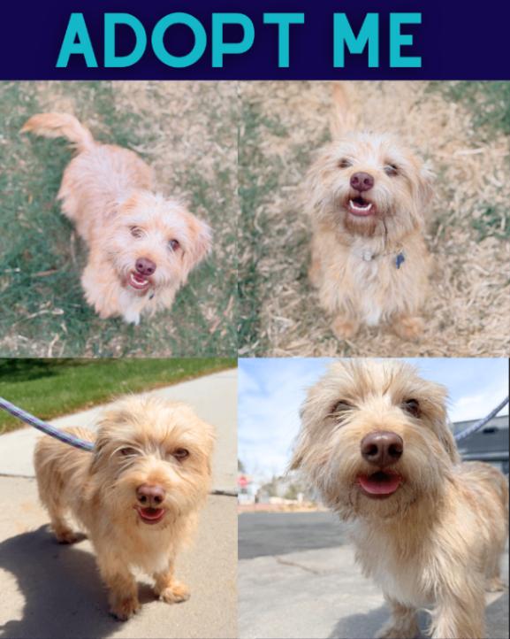 Enlarge Tofu, a Adoptable mixed breed in Boulder, CO image 3/3