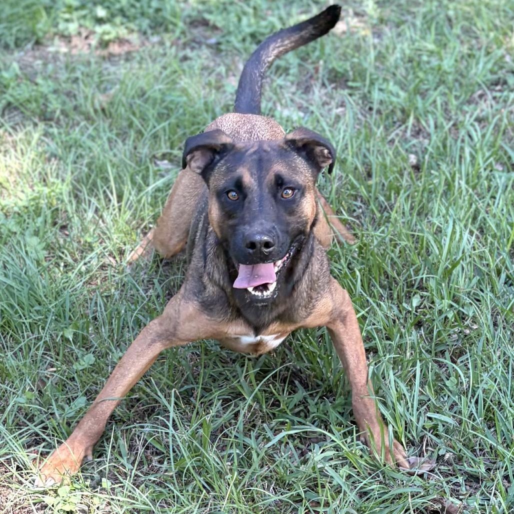 Enlarge Jasper, a Adoptable mixed breed in Austin, TX image 5/6