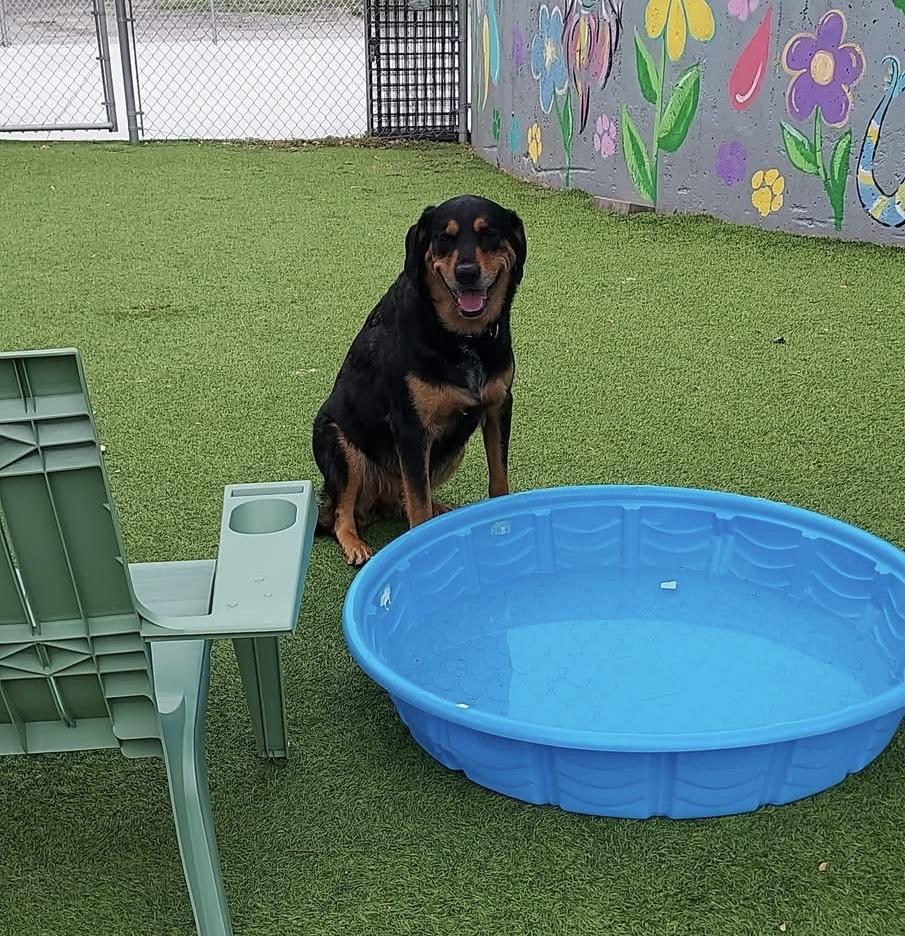 Enlarge Bear, a Adopted mixed breed in Oklahoma City, OK image 1/4