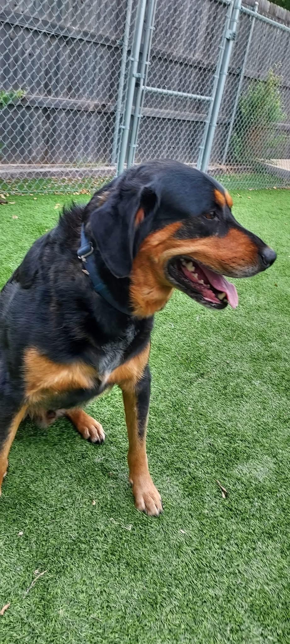Enlarge Bear, a Adopted mixed breed in Oklahoma City, OK image 2/4