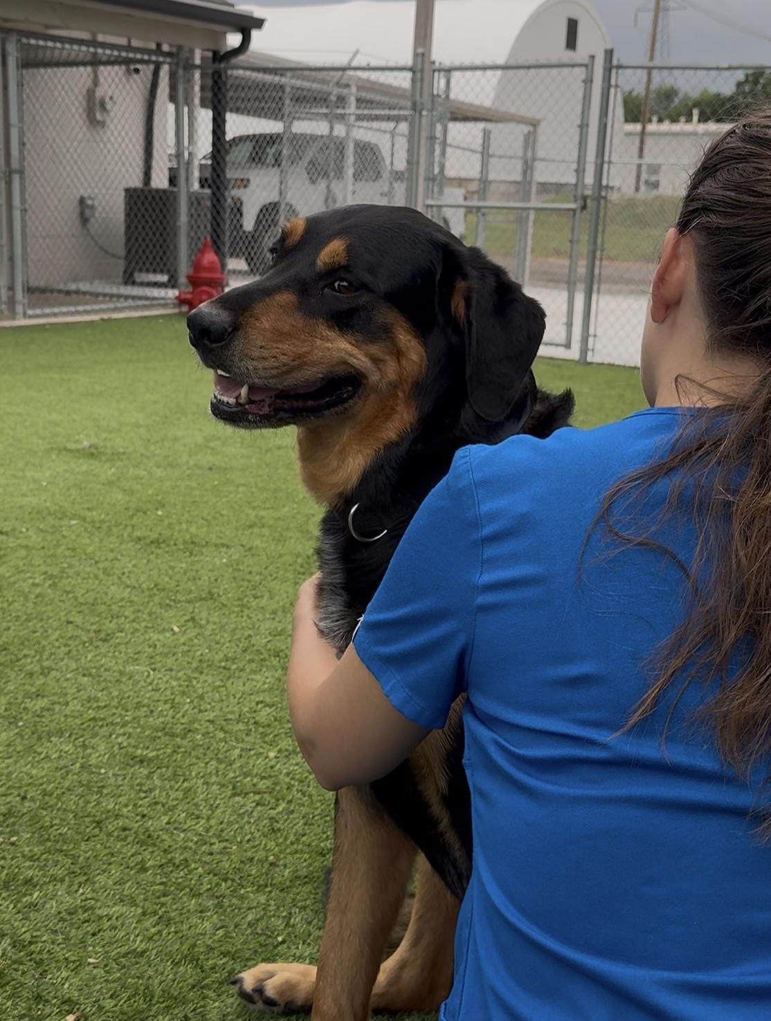 Enlarge Bear, a Adopted mixed breed in Oklahoma City, OK image 3/4