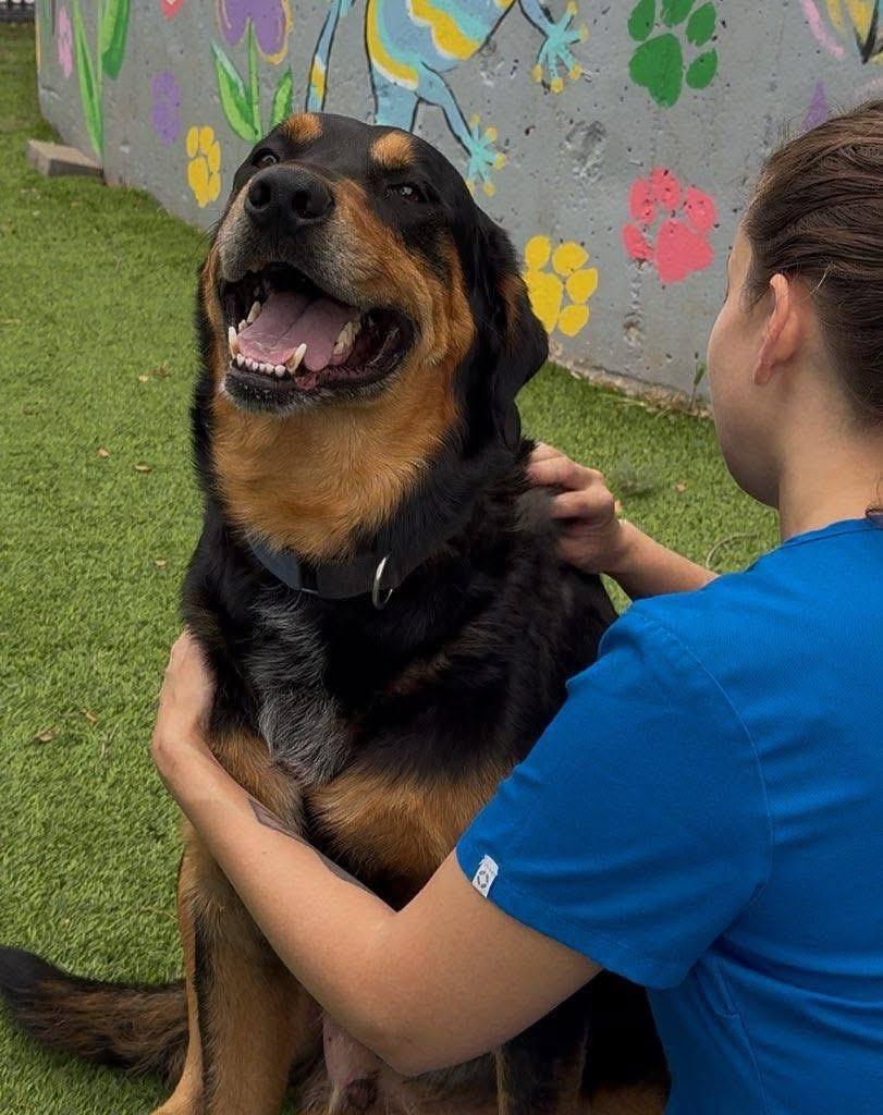 Enlarge Bear, a Adopted mixed breed in Oklahoma City, OK image 4/4