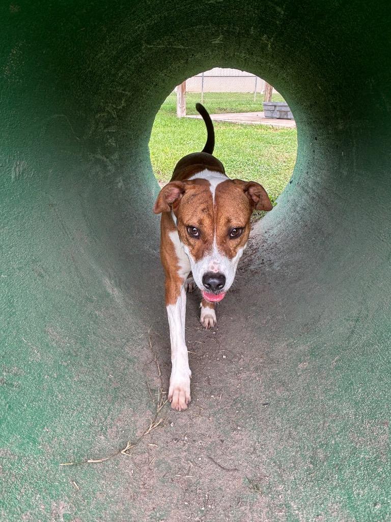 Quinn, Adoptable, Adult Female Mixed Breed.