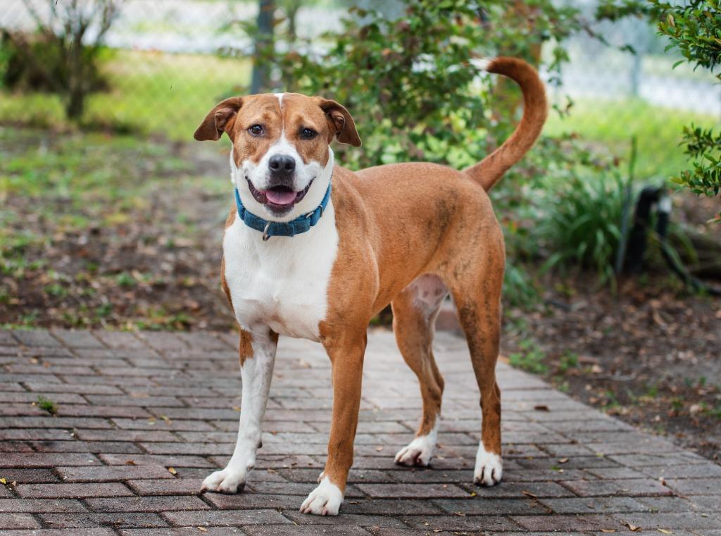 Enlarge Quinn, a Adoptable Mixed Breed in Ocala, FL image 4/6