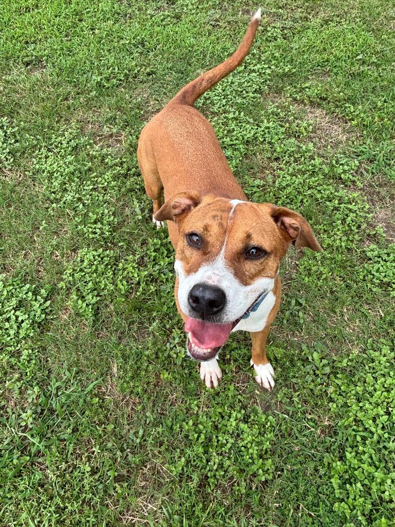 Enlarge Quinn, a Adoptable Mixed Breed in Ocala, FL image 5/6