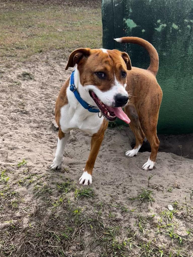 Quinn, a Adoptable Mixed Breed in Ocala, FL image 5/6