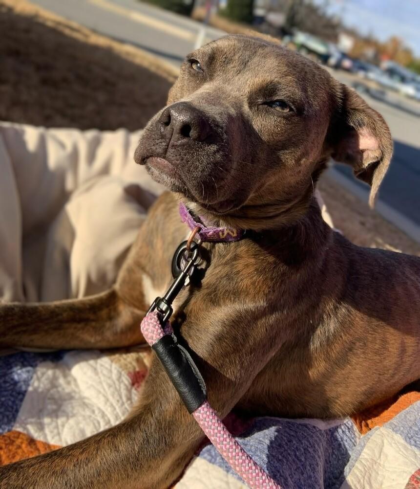 Enlarge Moon, a Adoptable mixed breed in Youngsville, NC image 1/4