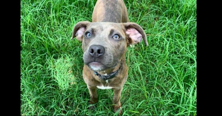 Enlarge Moon, a Adoptable mixed breed in Youngsville, NC image 3/4