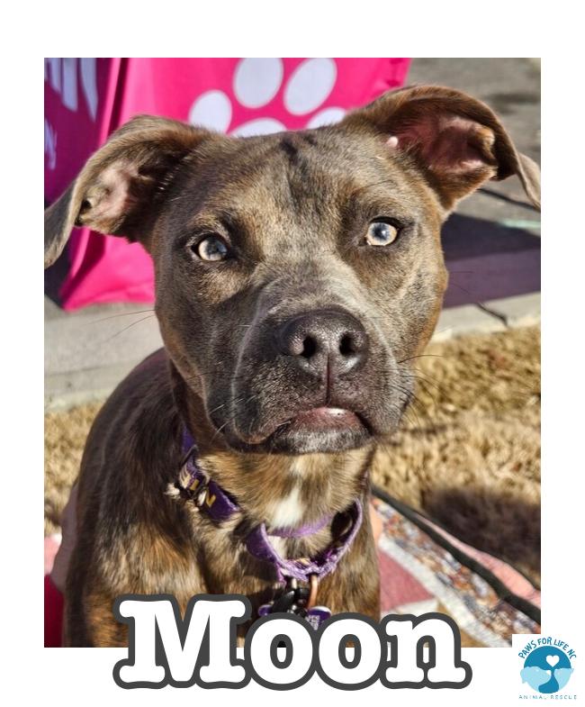 Moon, a Adoptable mixed breed in Youngsville, NC image 4/5