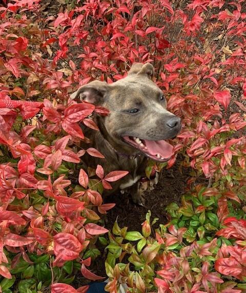 Enlarge Moon, a Adoptable mixed breed in Youngsville, NC image 4/4